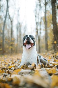 Close-up of dog in nature