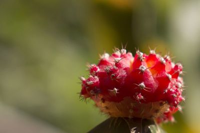 Close-up of pink flowers blooming outdoors