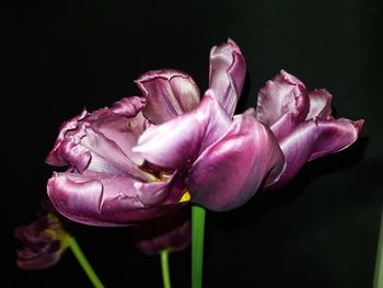 Close-up of pink rose against black background