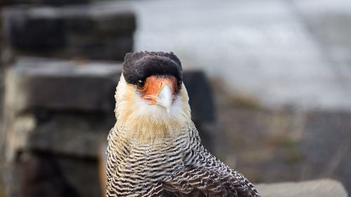 Close-up portrait of owl