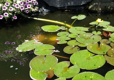 High angle view of water lily in lake