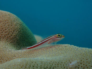 Close-up of crab on sea