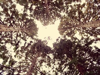 Low angle view of trees against sky