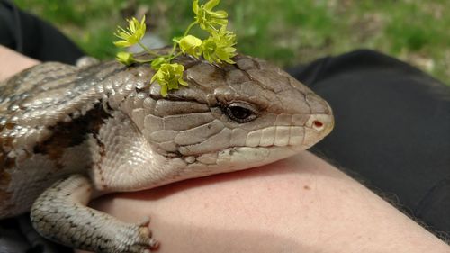 Close-up of hand feeding lizard