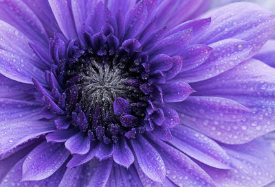 Close-up of purple flower