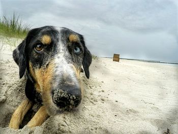 Close-up portrait of dog on beach against sky