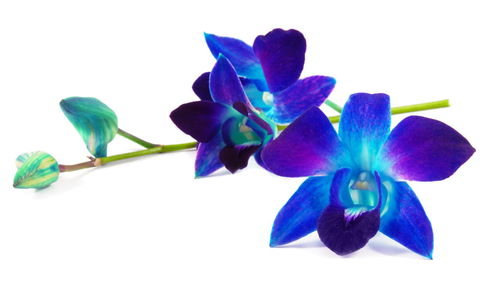 Close-up of blue flowers over white background