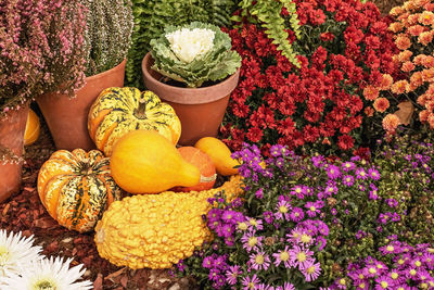 High angle view of flowering plants in market for sale