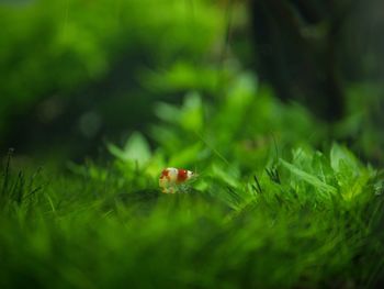 Close-up of ladybug on grass