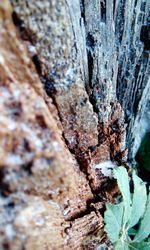 Close-up of tree trunk