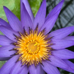 Close-up of purple flower blooming outdoors