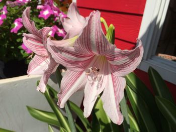 Close-up of pink flowering plant