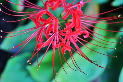 Close-up of red flowers