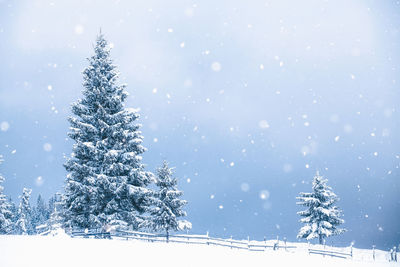 Snow covered tree against sky