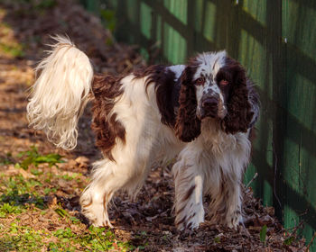 Portrait of dog sitting on field