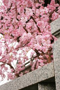 Close-up of pink cherry blossoms in spring