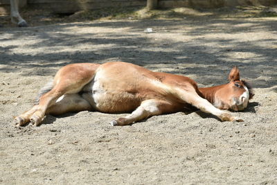 Sunbathing horse