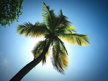 Low angle view of palm trees against blue sky