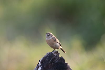 Eastern stonechat stick on branches