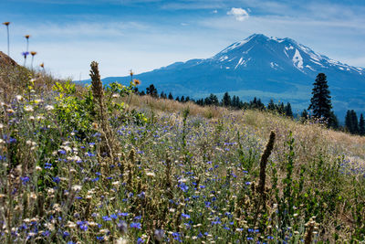 Scenic view of flowering plants on field against sky