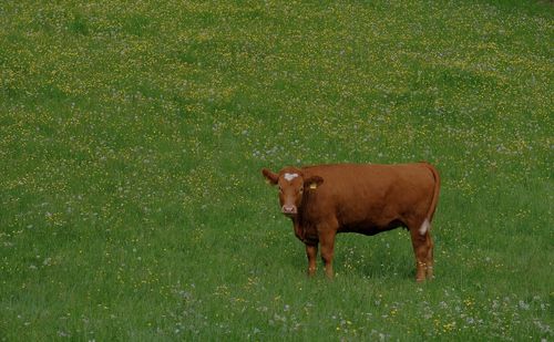 Cow standing in field