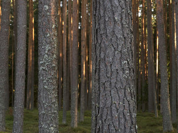 Close-up of bamboo trees in forest