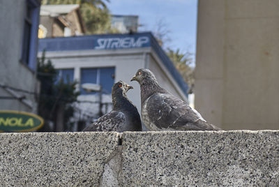 View of birds on retaining wall