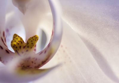 Close-up of white orchid