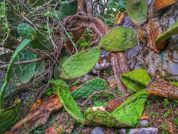 High angle view of plant growing on field