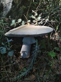 Close-up of mushroom growing on field