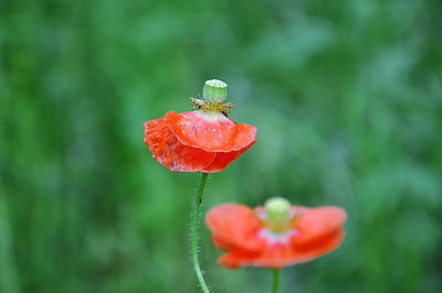 Close-up of red poppy flowers