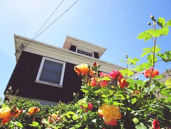 Low angle view of flowering plants by building against sky