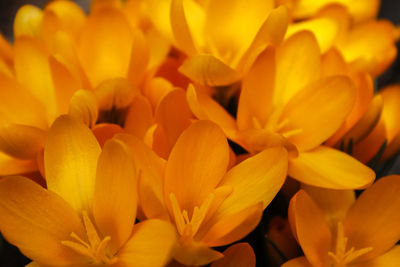 Full frame shot of yellow flowers blooming outdoors