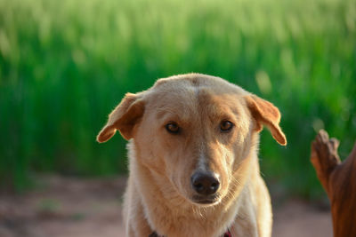 Portrait of dog on field