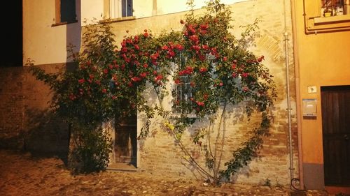 Trees and plants growing outside building