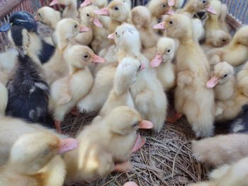 Close-up of a ducks