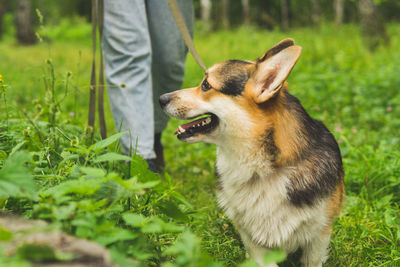 Pembroke welsh corgi on a summer walk in the forest