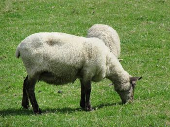 Sheep grazing in a field