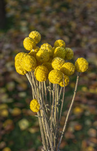 Close-up of yellow flowering plant