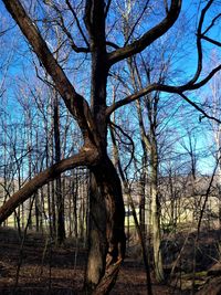 Bare trees in forest against sky