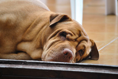 Close-up of a dog sleeping