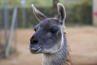 Close-up of an animal on the field