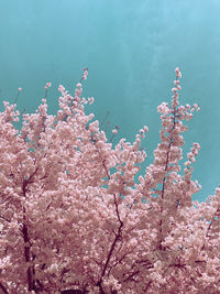 Pink cherry blossoms against sky