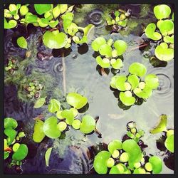 Leaves floating in pond