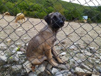 View of dogs on field