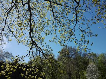 Low angle view of flowering tree against blue sky