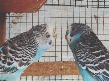 View of two birds in cage