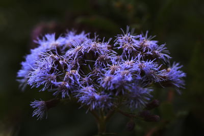 Close-up of purple flowering plant