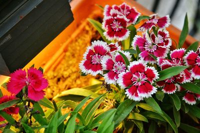 Close-up of flowers blooming outdoors