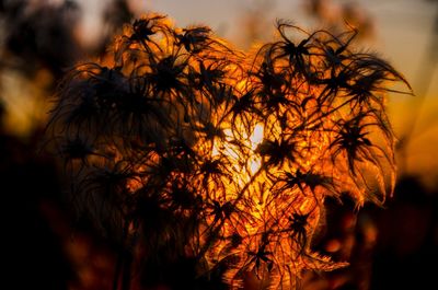 Close-up of plant against blurred background